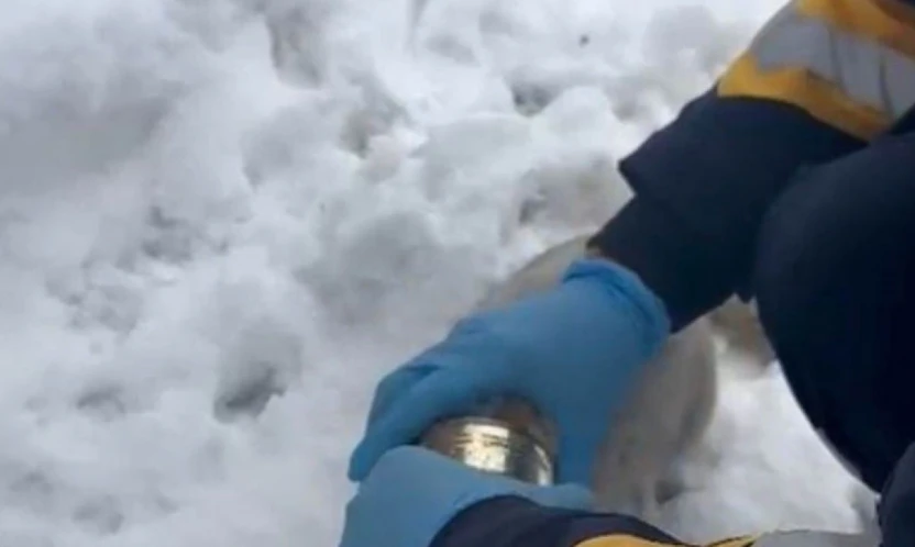 Kedinin başına sıkışan konserveyi sağlık ekipleri çıkardı