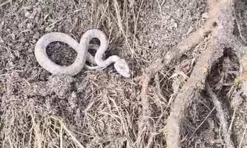 Kış uykusuna yatmayan yılan kameralara yansıdı