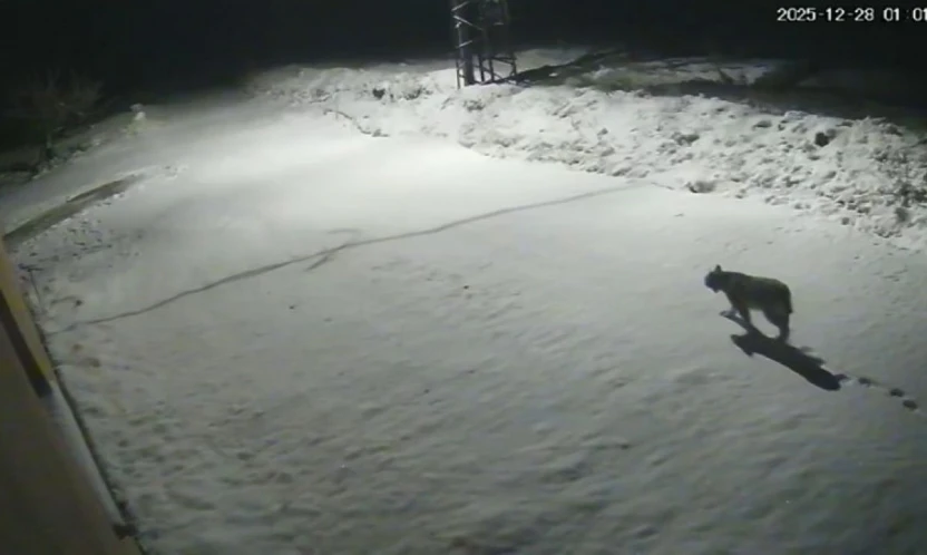 Malatya'da 'vaşak görüntülendi