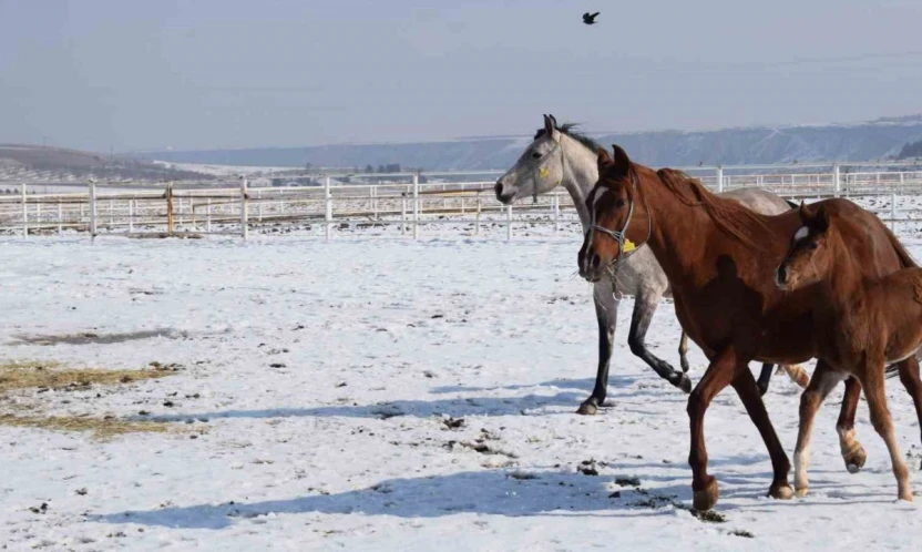 Malatya'da 2026 şampiyon adayı taylar dünyaya gelmeye başladı