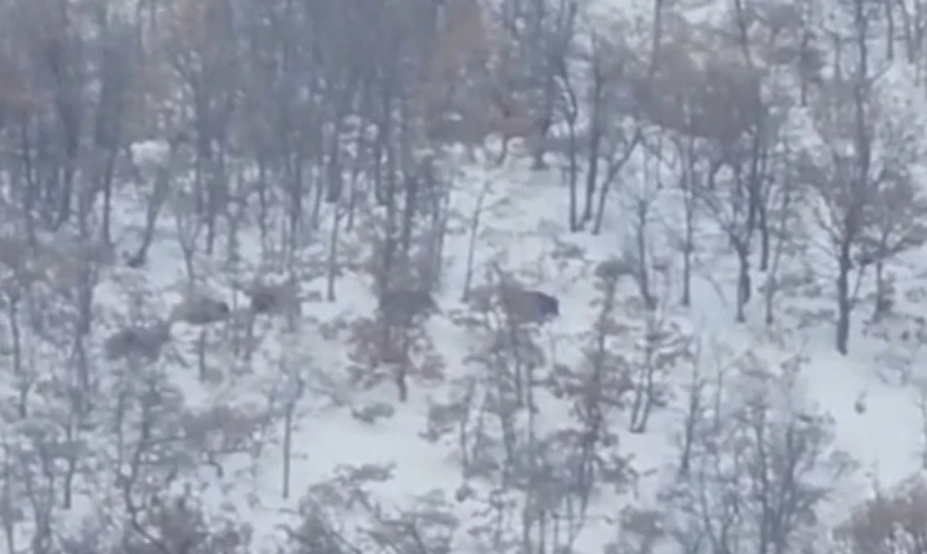 Malatya'da aç kalan domuz ve kurtlar, yerleşim yerlerine indi