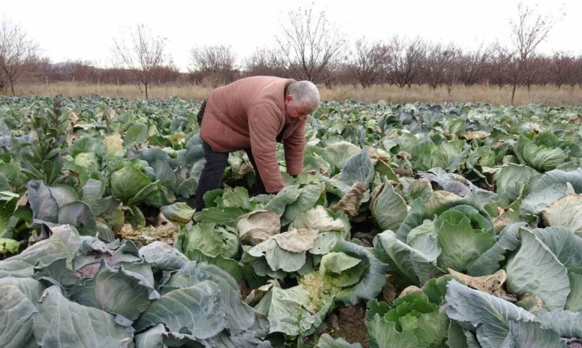 Malatya'da çiftçiler alternatif ürünlerle zararlarını telefi ediyor