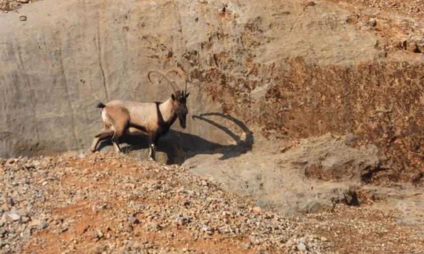 Malatya'da dağ keçileri görüntülendi