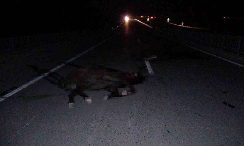 Malatya'da feci olay: Milyonluk taylar karayolunda telef oldu