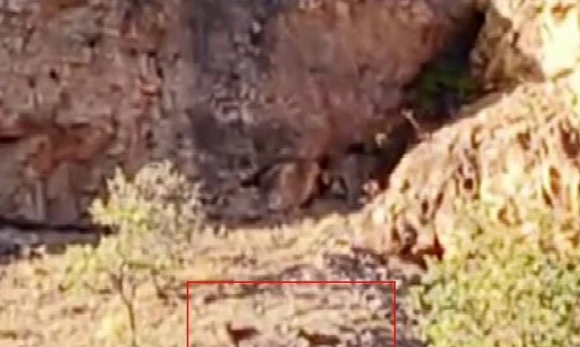 Malatya'da sürü halindeki yaban keçileri görüntülendi