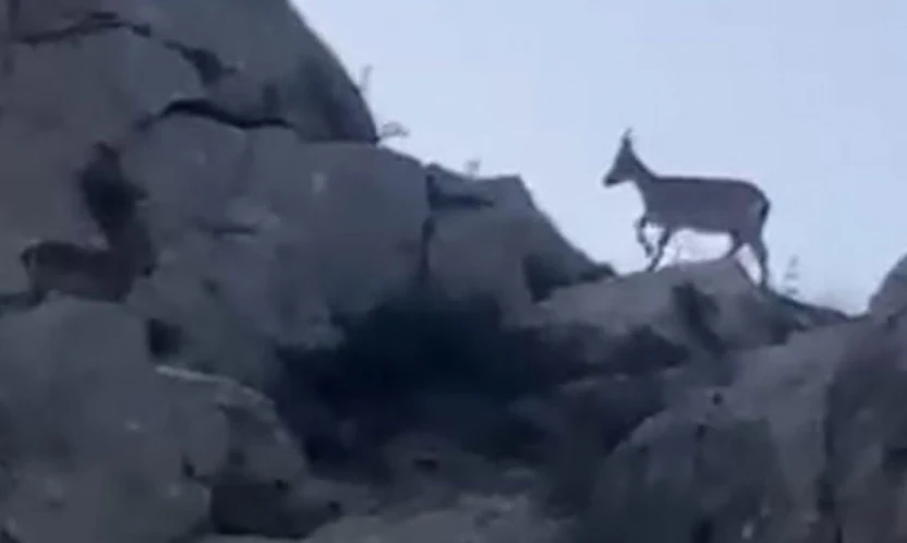 Malatya'da yaban keçileri görüntülendi