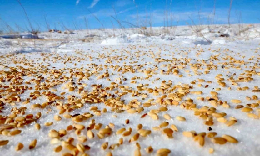 Malatya Darende'de yaban hayvanları için doğaya yem bırakıldı