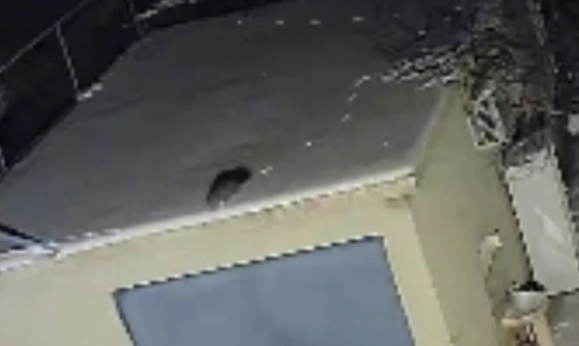 Nesli tükenme tehlikesi altında olan sansar görüntülendi