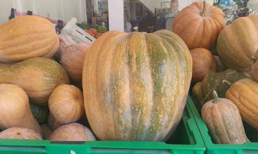 Palu'da ata tohumu kabaklar 35 kiloya ulaştı