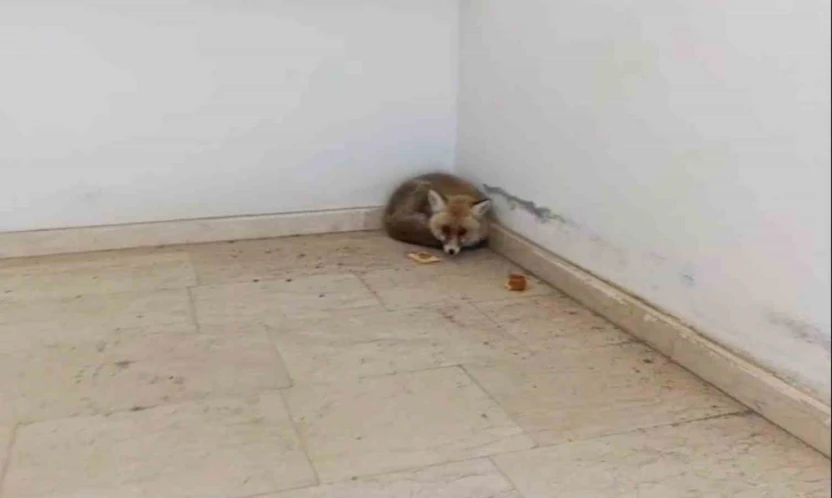 Palu'da okulun içine giren tilki kamerada