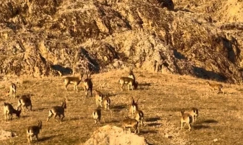 Palu'daki tarihi kalede dağ keçileri görüldü
