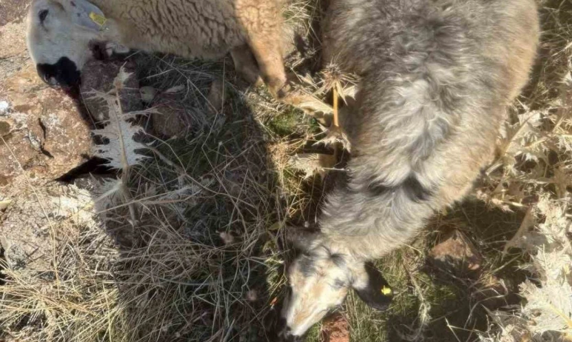 Sürüden ayrılan koyunları kurt kaptı: 28 koyun telef oldu