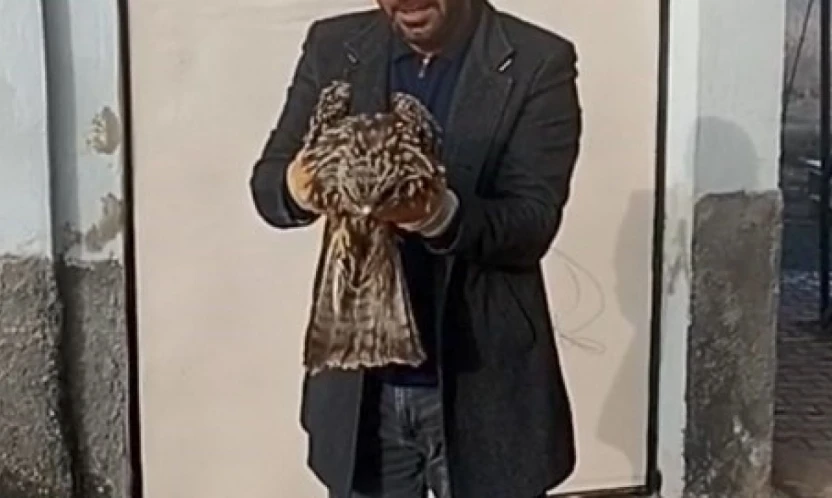 Yaralı kartal koruma altına alındı