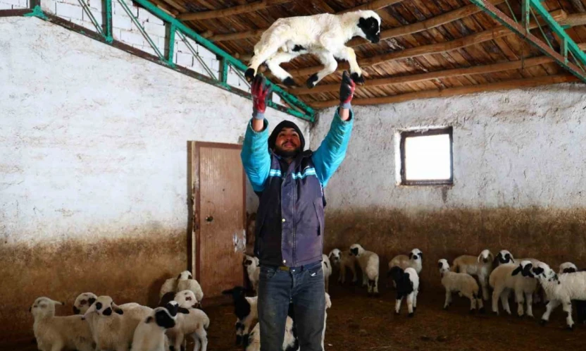 Yeni yıl bereketiyle geldi: Soğuk hava ile birlikte kuzu doğumları arttı