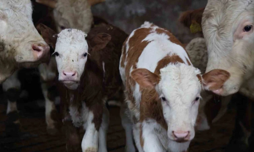 Yıl bitmeden gelen çifte mutluluk: Üreticinin ikiz buzağı sevinci
